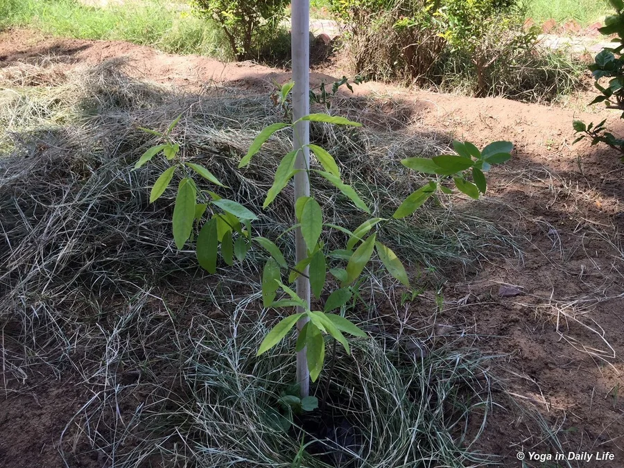 Sandalwood tree in a safe moist place